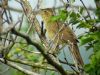 Grasshopper Warbler at Two Tree Island (Pete Livermore) (75510 bytes)